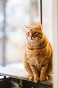 Traveling with a cat on a plane